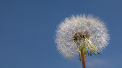 Obraz premium Pusteblume, Löwenzahn
