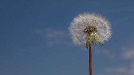 Fototapeta premium Pusteblume