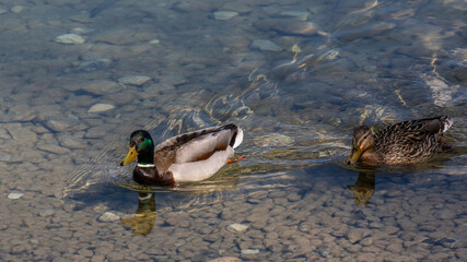 Stockenten im Wasser