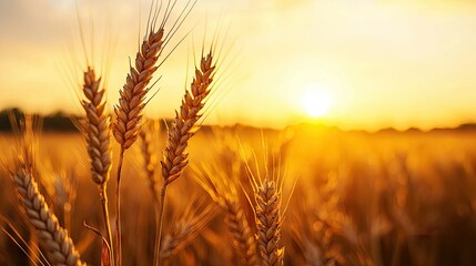 Golden wheat stalks illuminated by the warm setting sun