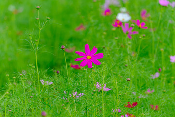鮮やかなピンクのコスモスが咲く秋の草原