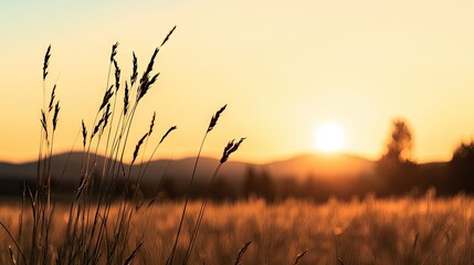 Obraz premium The setting sun illuminates tall grass in a serene field landscape