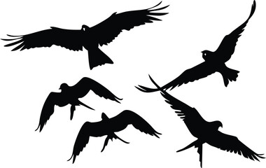 Obraz premium Isolated five eagle silhouettes gracefully soaring through the air, offering a captivating wildlife scene