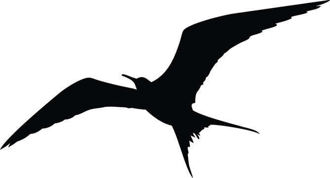 Magnificent frigatebird soaring gracefully with outstretched wings is captured in striking silhouette against a white backdrop