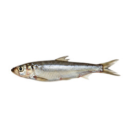 Fototapeta premium Raw Small Ocean Fish with Shiny Scales On Transparent Background