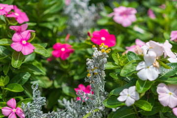 色鮮やかな日々草の花と庭園の植物