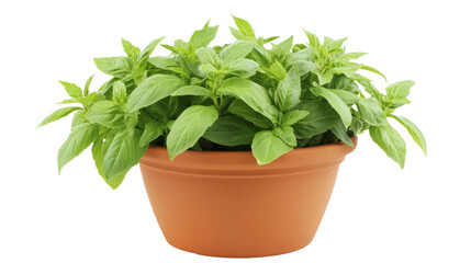 Growing fresh basil indoors kitchen plant photography natural setting close-up gardening concept