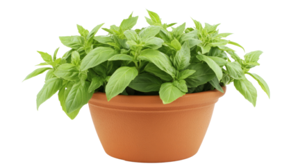 Growing fresh basil indoors kitchen plant photography natural setting close-up gardening concept