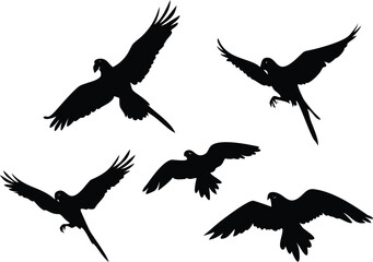 Obraz premium Several macaw birds are portrayed in silhouette against a white background as they take flight