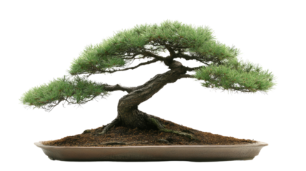 Bonsai tree care techniques home garden educational guide indoor environment close-up view nature conservation