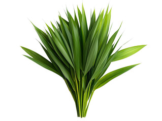 A clump of cattail leaves with a tall, slender shape, isolated on transparent background, PNG file