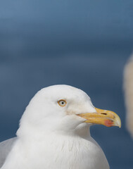 Seagull perched by the water, enjoying the coastal breeze during a sunny afternoon at the seaside