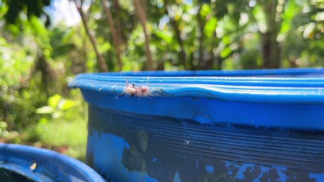 Hairy Caterpillar Olene mendosa Crawling on Blue Surface Poisonous Insect Close-up in Philippines