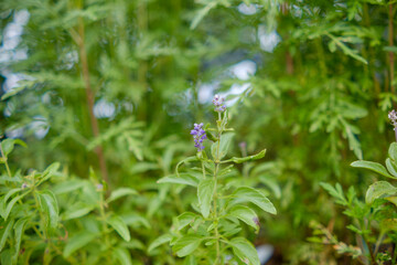 紫色の小さな花が咲くハーブの植物と緑の背景