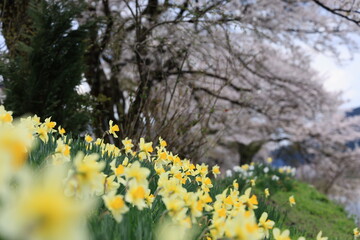 長良川沿いの桜と水仙の風景
岐阜・長良川沿いに咲く桜と黄色い水仙、山々を背景にした春の風景。
