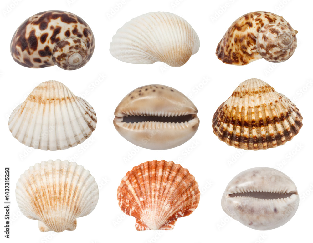 Poster collection of various seashells isolated on transparent background