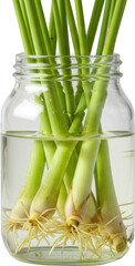 Fototapeta premium Fresh Lemongrass Stalks Rooting in Water Close up View in Glass Jar