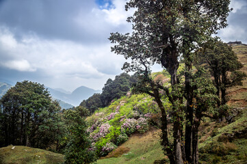 Trees in the mountains. Himalayan Mountain landscapes are a favourite for hikers and nature enthusiasts alike, such as the Shoja Jalori Pass Raghupur Fort, Himachal Pradesh, India.