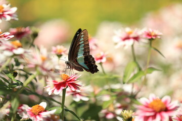beautiful butterfly perching on the daisy flowers 