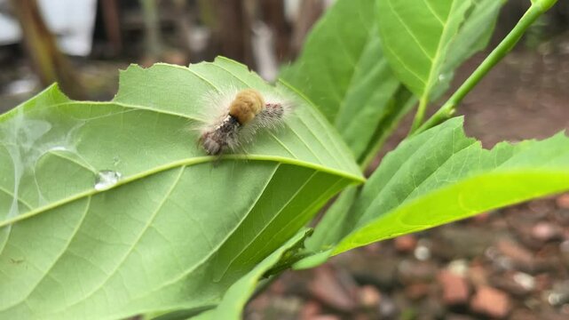 Caterpillar on a Green Leaf Outdoors.