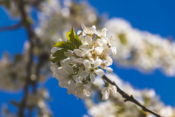 Spring flowers on a fruit tree on a sunny May day. Close-up of the plant. Blurred background.