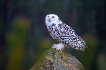 The snowy owl (Bubo scandiacus), also known as the polar owl, the white owl and the Arctic owl, is a large, white owl of the true owl family. Flying.