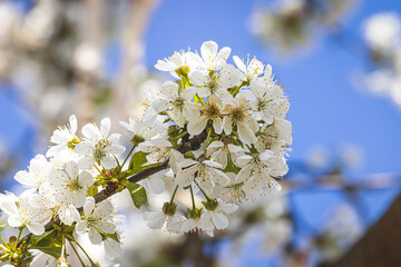 Spring flowers on a fruit tree on a sunny May day. Close-up of the plant. Blurred background.