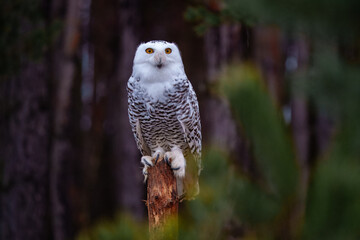 The snowy owl (Bubo scandiacus), also known as the polar owl, the white owl and the Arctic owl, is a large, white owl of the true owl family. Flying.