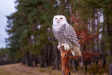 The snowy owl (Bubo scandiacus), also known as the polar owl, the white owl and the Arctic owl, is...