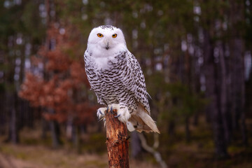 The snowy owl (Bubo scandiacus), also known as the polar owl, the white owl and the Arctic owl, is a large, white owl of the true owl family. Flying.