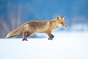 Red fox (Vulpes vulpes) with a bushy tail and orange fur coat isolated on white background running through the freshly fallen snow in winter in Czech reoublic.