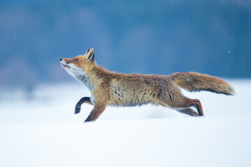 Red fox (Vulpes vulpes) with a bushy tail and orange fur coat isolated on white background running through the freshly fallen snow in winter in Czech reoublic.