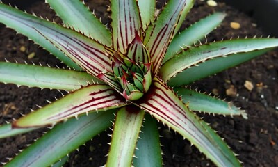 Close-up of a vibrant, striped pineapple plant with rich green leaves and soil background - Powered by Adobe