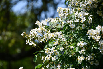 ノイバラ（ロサ・ムルティフローラ）　Japanese rose