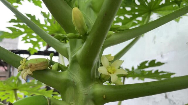 Papaya flowers that are in bloom as well as prospective papaya fruit.