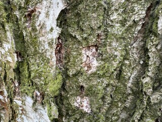 Close-up view of textured tree bark with moss on a natural surface in a forest during daytime