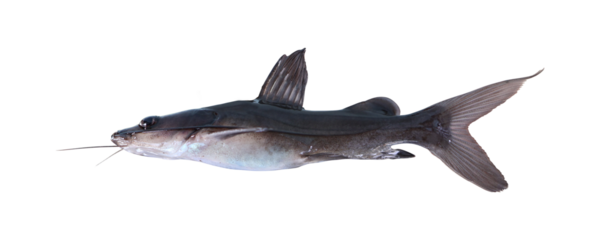 Young specimen of baung catfish (hemibagrus nemurus) on transparent background