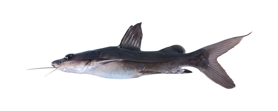 Young specimen of baung catfish (hemibagrus nemurus) on transparent background
