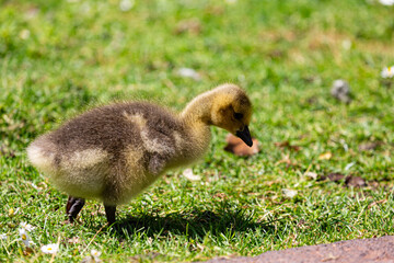 Canadian gosling on grass field