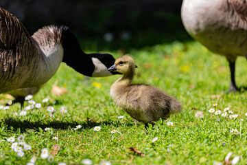 Canadian gosling on grass field