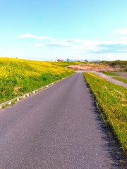 Naklejka premium 春の菜の花咲く江戸川土手と河川敷に下る坂道風景