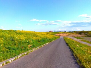 春の菜の花咲く江戸川土手と河川敷に下る坂道風景