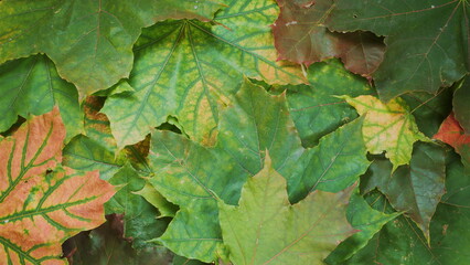 The Diverse and Colorful Leaves in Natures Spectacular Palette and Beautiful Ecosystems