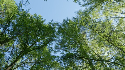 The Tranquil and Serene Canopy View Beneath the Lush and Vibrant Green Trees Above