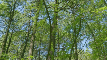 The Lush and Vibrant Green Forest Canopy Glowing Under the Bright Sunshine Light