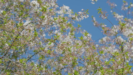 The branches of blooming trees against a beautiful blue sky create a stunning visual delight