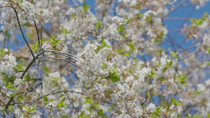 Stunningly Beautiful Blooming White Flowers Set Against a Clear and Bright Blue Sky