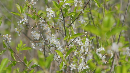 The Beautiful Blossom in the Blooming Springtime Nature is truly a sight to behold