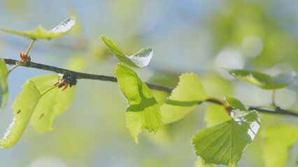 A closeup image showcasing vibrant, fresh green leaves gracefully hanging on a branch