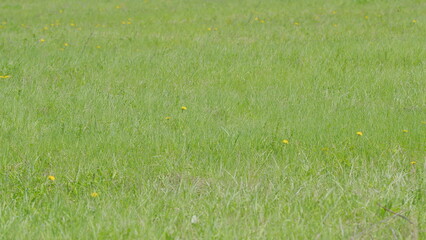 A beautiful, lush green field adorned with vibrant dandelions showcasing the splendor of springtime